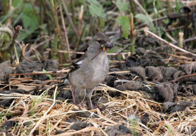 Показали пернатого красунчика, який мешкає у національному парку на Волині. ФОТО