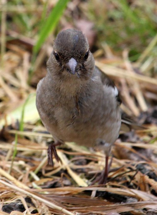 Показали пернатого красунчика, який мешкає у національному парку на Волині. ФОТО