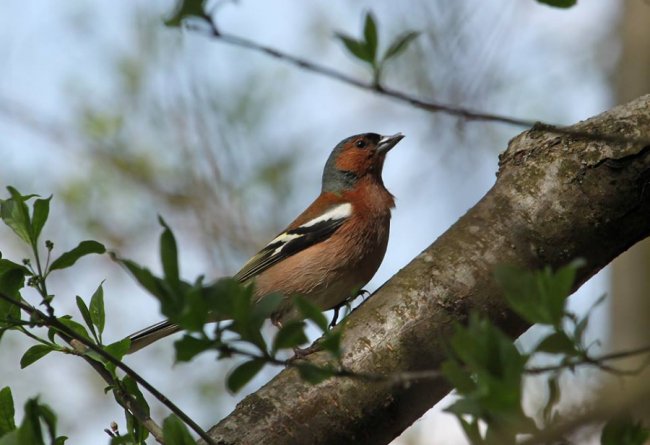 Показали пернатого красунчика, який мешкає у національному парку на Волині. ФОТО