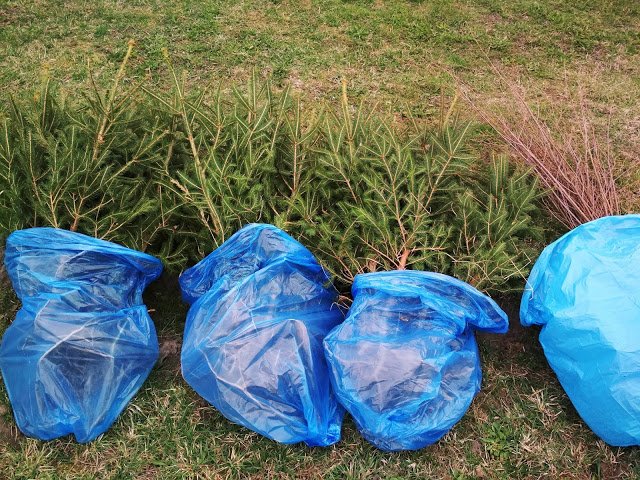 На Волині маленькі прихожани озеленили подвір'я церкви. ФОТО