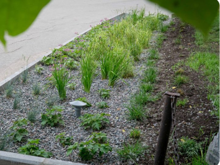 У Луцьку створять дощові садки, щоб не було підтоплень