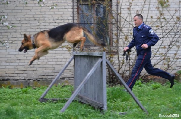 Як живуть та тренуються службові собаки. ФОТО