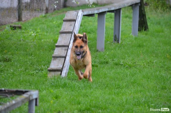 Як живуть та тренуються службові собаки. ФОТО