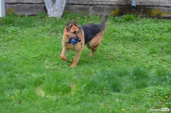 Як живуть та тренуються службові собаки. ФОТО