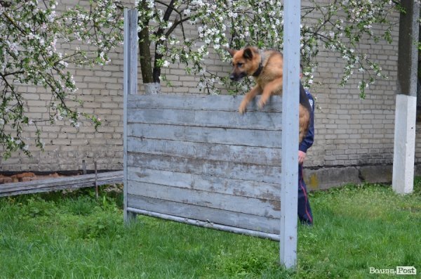 Як живуть та тренуються службові собаки. ФОТО