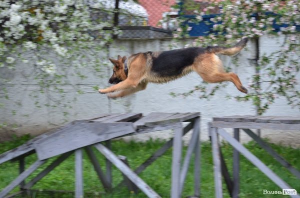 Як живуть та тренуються службові собаки. ФОТО