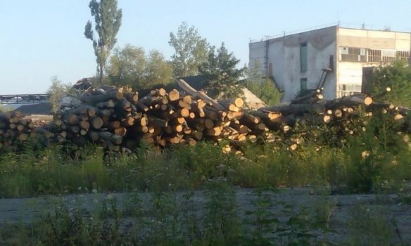 У Чернівецькій області керівники держлісгоспів разкрадали деревину. ФОТО