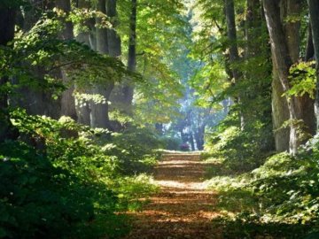 Затвердили перелік дерев, які не можна садити в українських лісах