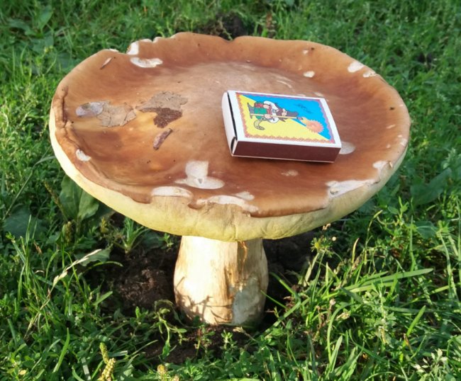 Помідор-квітка та велетенський гриб: волинська чиновниця похвалилася сімейним рекордом