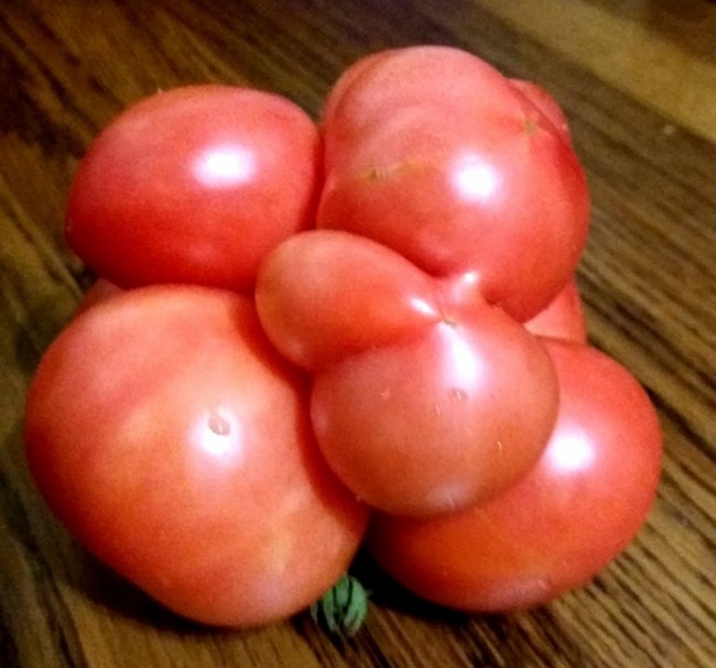 Помідор-квітка та велетенський гриб: волинська чиновниця похвалилася сімейним рекордом