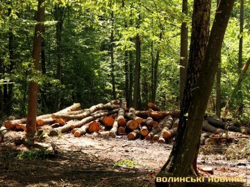Волинянин у заповіднику зрубав три сосни