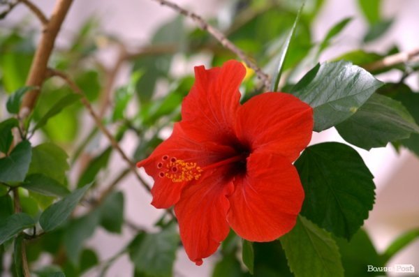 У Луцьку відзначили премією «Люди року» героїв АТО та волонтерів. ФОТО