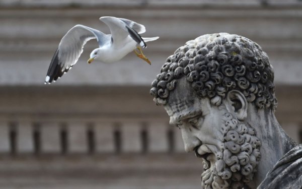 6. Пролітаючи над найменшою державою в світі. Чайка над статуєю Святого Петра на площі Святого Петра у Ватикані. (Фото GABRIEL BOUYS):