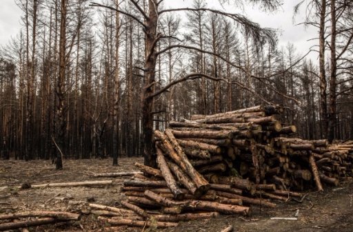 Зона відчуження чи заповідник: в Чорнобилі знайшли рідкісних тварин. ФОТО. ВІДЕО.