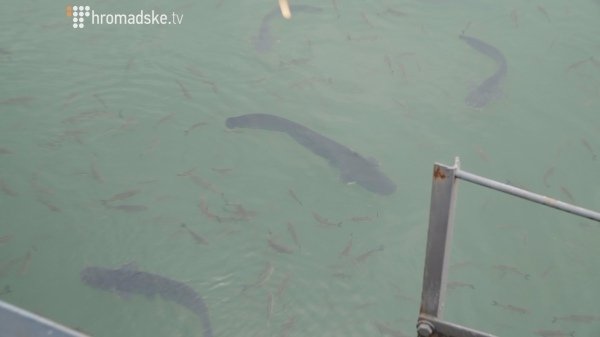 Зона відчуження чи заповідник: в Чорнобилі знайшли рідкісних тварин. ФОТО. ВІДЕО.