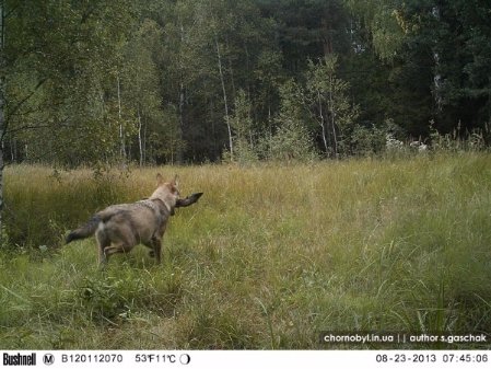 Вовк з ногою оленя (фото Сергія Гащака)