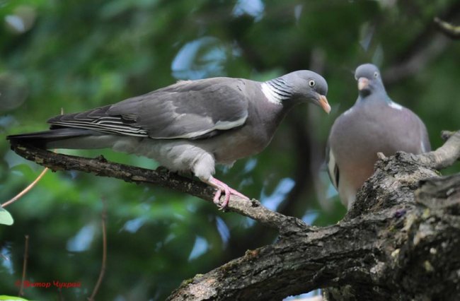 Пернаті красуні на знімках луцького фотографа