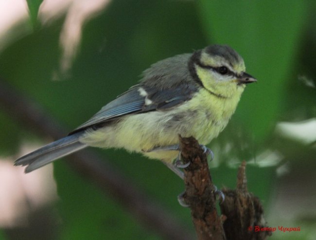 Пернаті красуні на знімках луцького фотографа