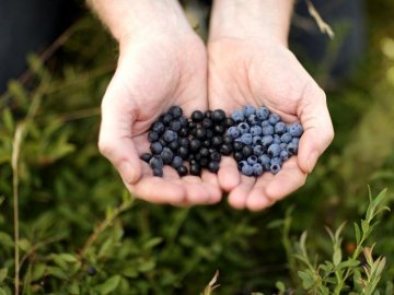 Як на Волині збирають чорницю та за скільки продають. ВІДЕО 