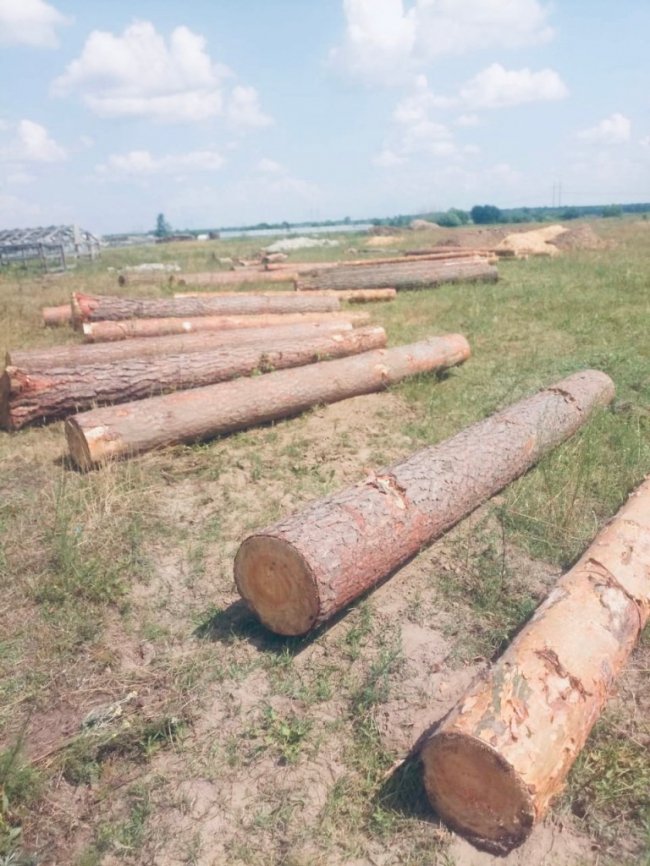 У селі на Волині на приватній пилорамі виявили незаконно зрізаний ліс