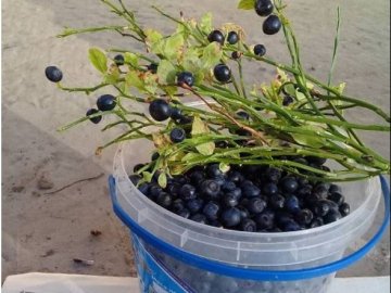 Чорниця у жовтні: волинянин у лісі назбирав відеречко ягід. ФОТО