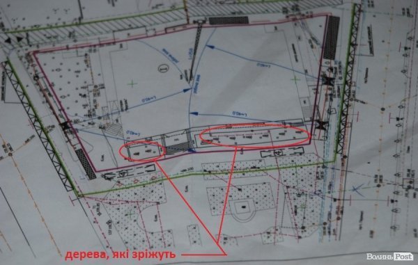 У Луцьку стартувала реконструкція «Променя»: зрізають ялинки. ФОТО. ВІДЕО. ДОКУМЕНТИ