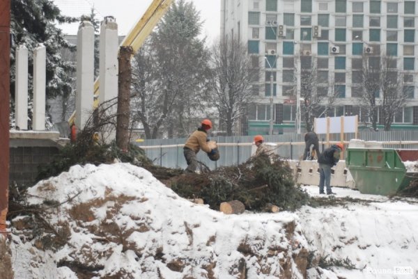 У Луцьку стартувала реконструкція «Променя»: зрізають ялинки. ФОТО. ВІДЕО. ДОКУМЕНТИ