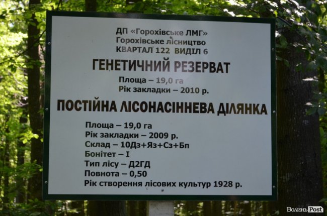 Коркове дерево та величні дуби: як на Волині приживаються «незвичні» дерева