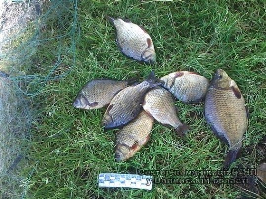 На Волині виловлювали рибу риболовецькими сітками. ФОТО