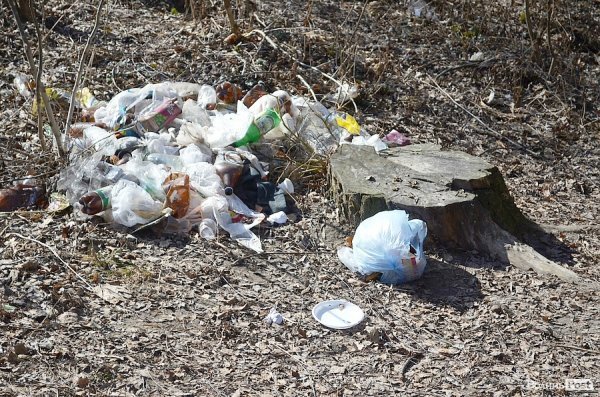 У луцькому парку зноситимуть дерева