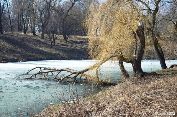 У луцькому парку зноситимуть дерева