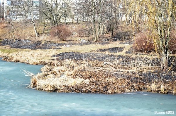 У луцькому парку зноситимуть дерева