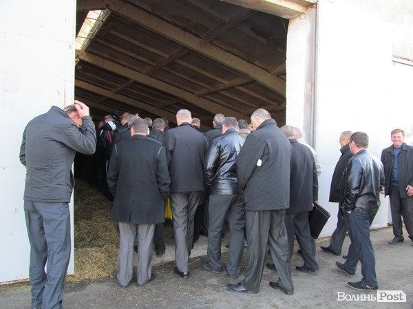 Де на Волині виробляють молоко для європейців. ФОТО