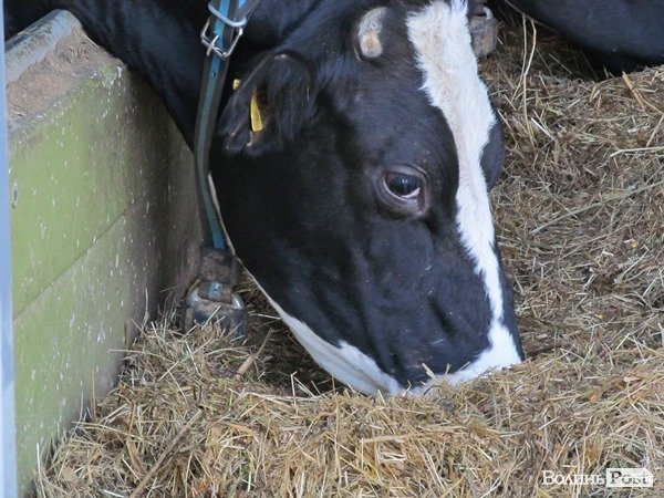 Де на Волині виробляють молоко для європейців. ФОТО