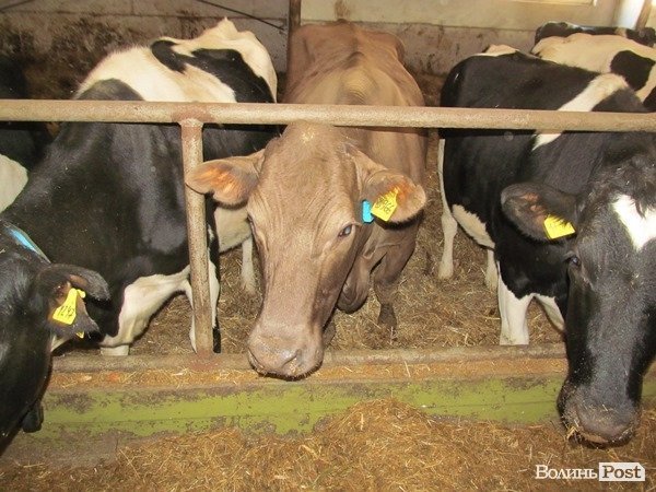 Де на Волині виробляють молоко для європейців. ФОТО