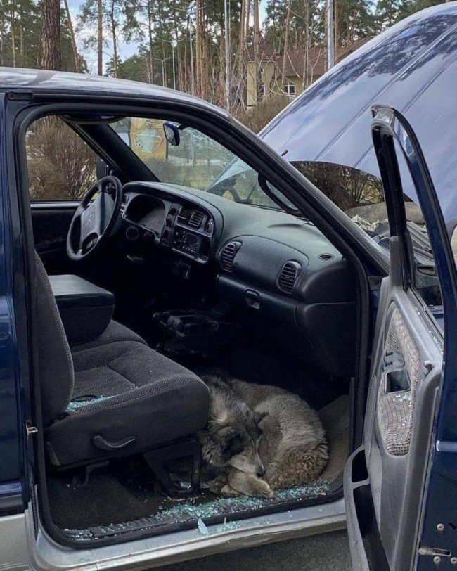 Історія порятунку: у Бучі поліцейські визволили собаку із вщент розбитої автівки