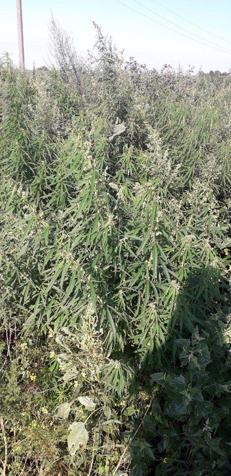 У Луцьку біля дороги виявили насадження конопель. ФОТО