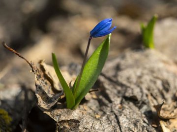 Погода в Луцьку та Волинській області на п'ятницю, 2 квітня