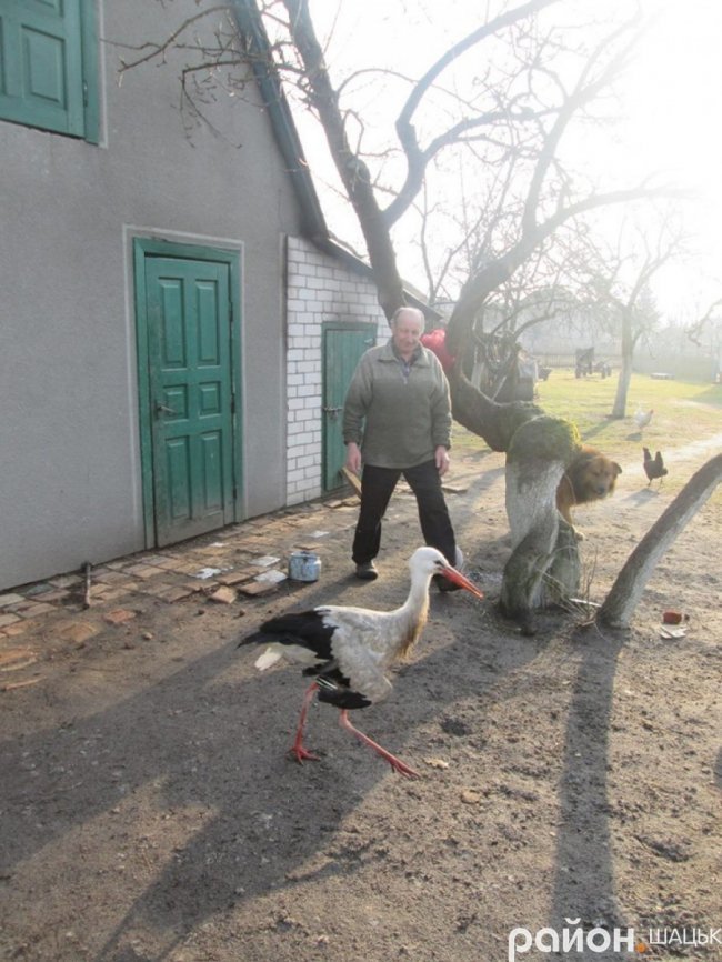 Лелека прижився у волинській родині, яка його врятувала