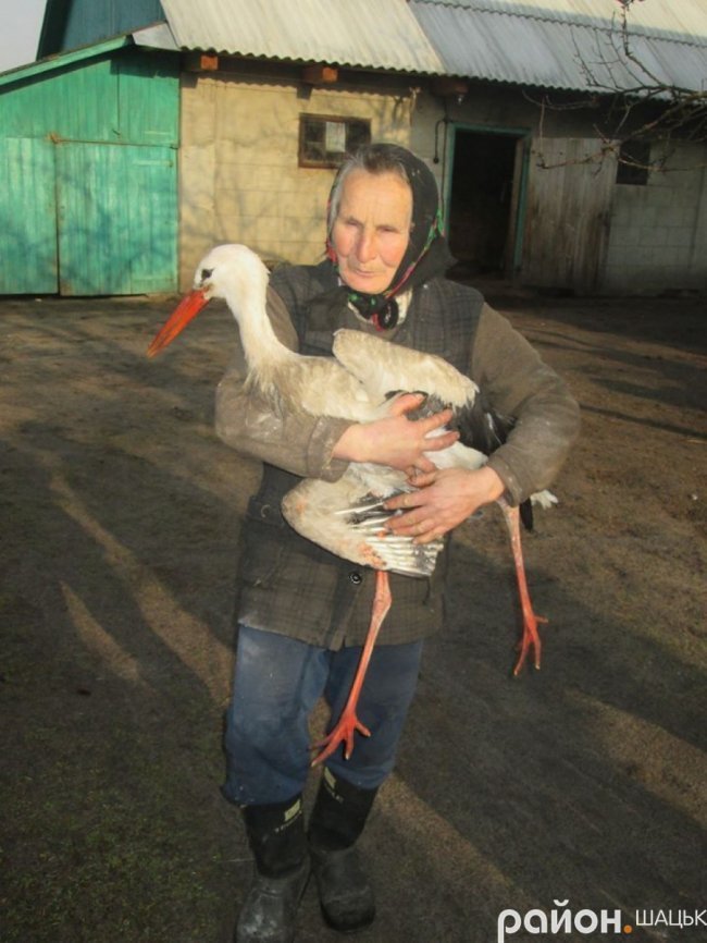 Лелека прижився у волинській родині, яка його врятувала