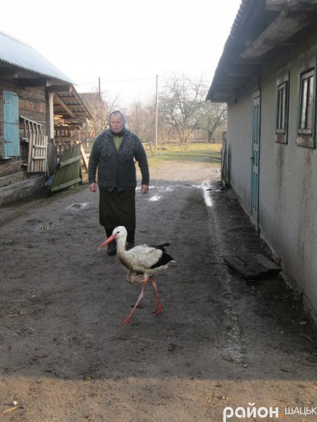 Лелека прижився у волинській родині, яка його врятувала