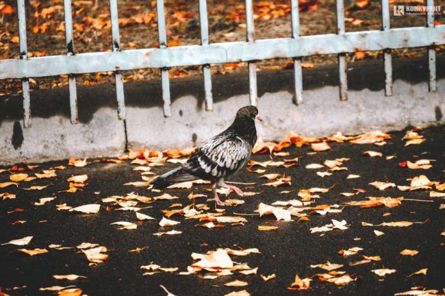 Атмосферні фото осені у луцькому «Сіті Парку»