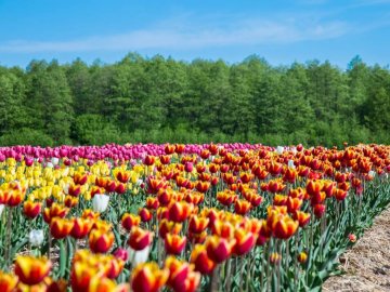 Чим пригощатимуть на масштабному фестивалі тюльпанів на Волині