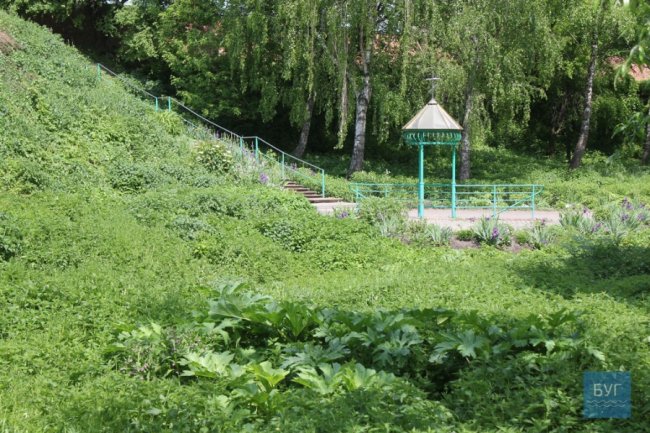 У парку на Волині – чагарники борщівника. ФОТО