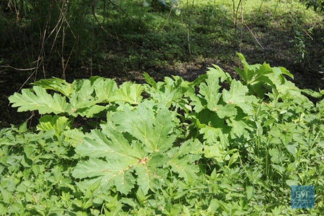 У парку на Волині – чагарники борщівника. ФОТО
