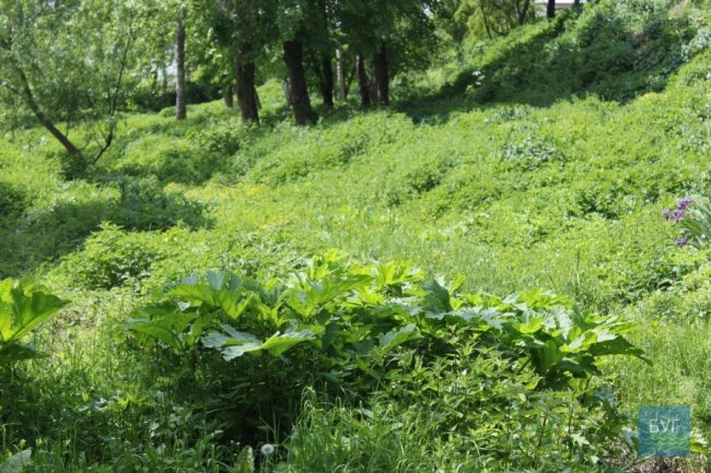 У парку на Волині – чагарники борщівника. ФОТО