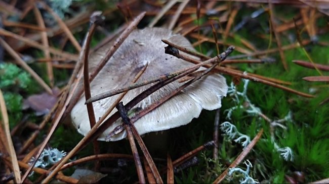 «Ходимо, поки не випаде сніг»: як у селах на Волині збирають пізні осінні гриби
