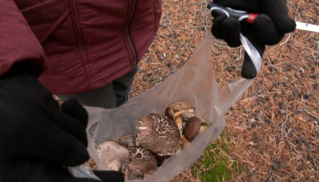 «Ходимо, поки не випаде сніг»: як у селах на Волині збирають пізні осінні гриби