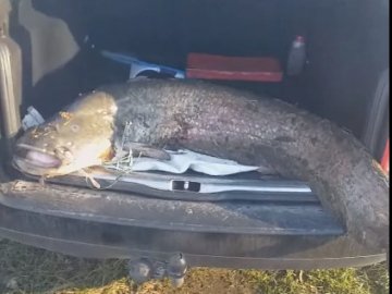 На Рівненщині рибалка упіймав гігантського сома. ФОТО
