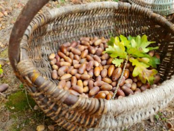 Школярі на Волині заготовляють жолуді для тварин на зиму. ФОТО